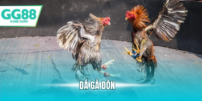 đá gà đòn