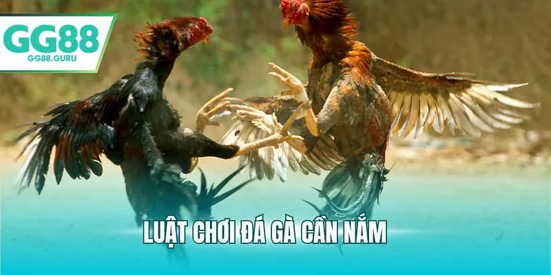 Luật chơi đá gà cần nắm